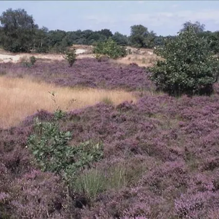 Natuurhuisje Bos En Ven Horská chata Oisterwijk